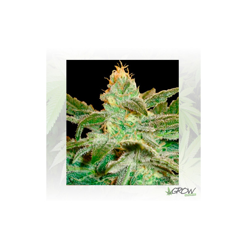 La Frutta Di Venus Delicious Seeds - 3 Seeds