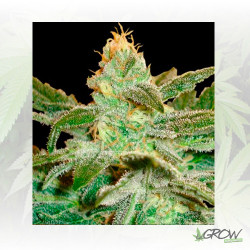 La Frutta Di Venus Delicious Seeds - 5 Seeds