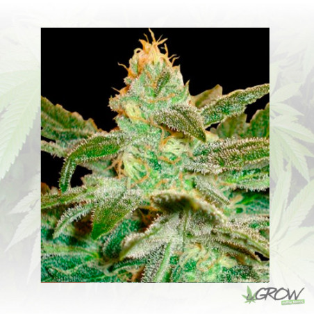 La Frutta Di Venus Delicious Seeds - 5 Seeds
