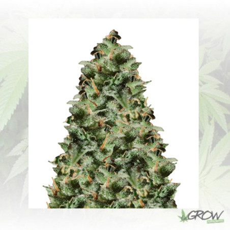 La Lybella Dutch Passion - 5 Seeds