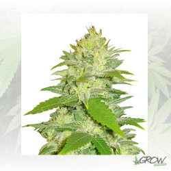 La Musa Delicious Seeds - 5 Seeds