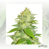 La Musa Delicious Seeds - 5 Seeds