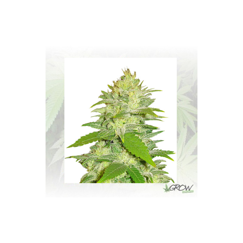 La Musa Delicious Seeds - 3 Seeds