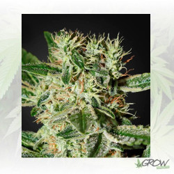 Ladyburn 1974 Green House Seeds® - 5 Seeds
