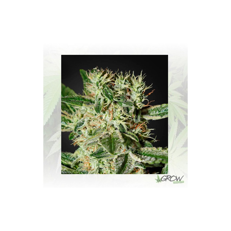 Ladyburn 1974 Green House Seeds® - 5 Seeds