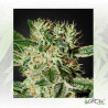 Ladyburn 1974 Green House Seeds® - 5 Seeds