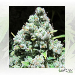 Malakoff Medical Seeds - 3 Seeds