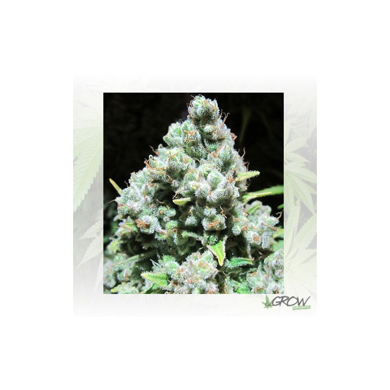 Malakoff Medical Seeds - 5 Seeds