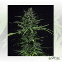 May Day Express Positronics - 5 Seeds