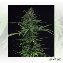 May Day Express Positronics - 5 Seeds