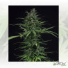 May Day Express Positronics - 5 Seeds