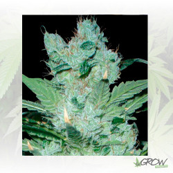 Critical Neville Haze Delicious Seeds - 3 Seeds