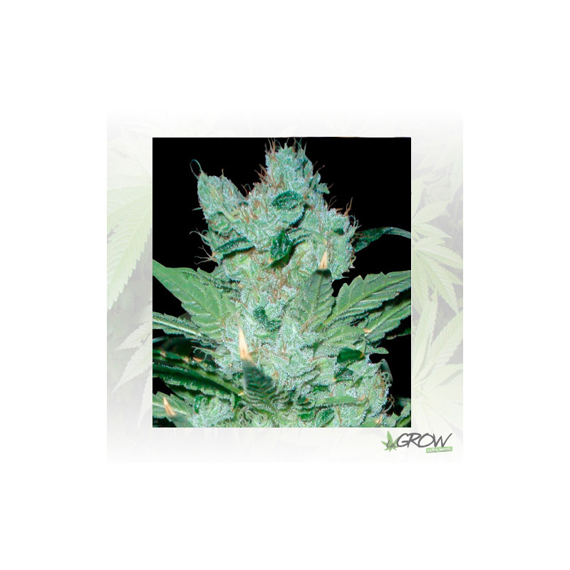 Critical Neville Haze Delicious Seeds - 3 Seeds