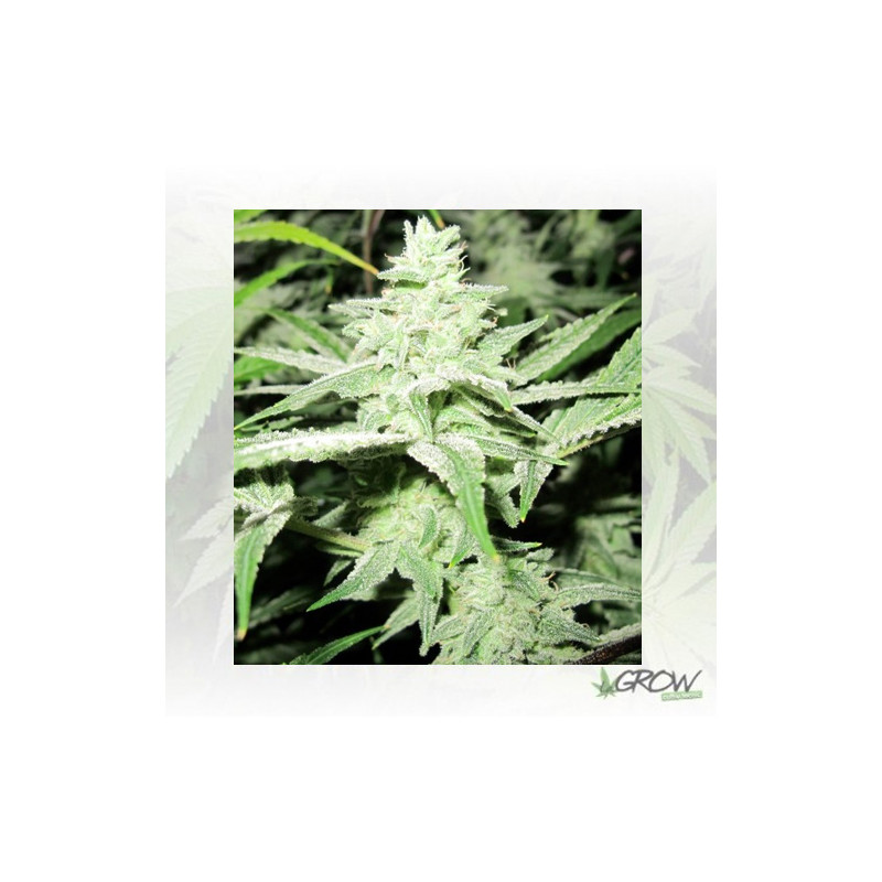 No Name Medical Seeds - 1 Seed