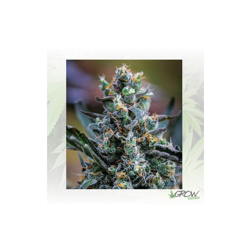 Northern Light Blue Delicious Seeds - 3 Seeds