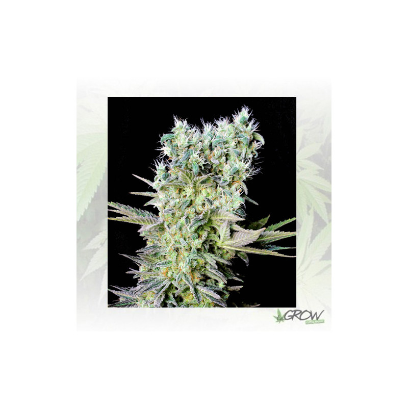 Northern Lights X Genehtik - 5 Seeds