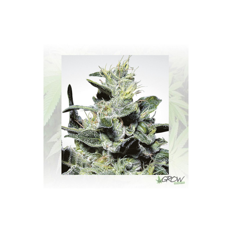 Nebula Paradise Seeds - 5 Seeds