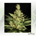 Ortega Indica Dutch Passion - 5 Seeds