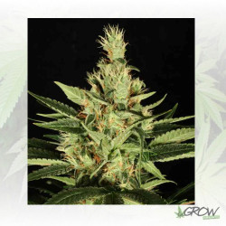 Ortega Indica Dutch Passion - 5 Seeds