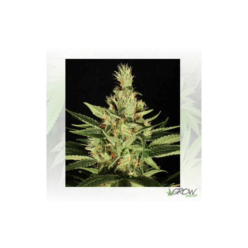 Ortega Indica Dutch Passion - 5 Seeds