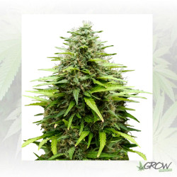 PolarLight 2 Auto Dutch Passion - 7 Seeds