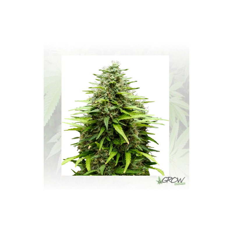 PolarLight 2 Auto Dutch Passion - 7 Seeds