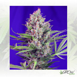 Cream Mandarine Fast Version Sweet Seeds - 3 Seeds