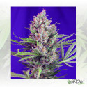 Cream Mandarine Fast Version Sweet Seeds - 5 Seeds