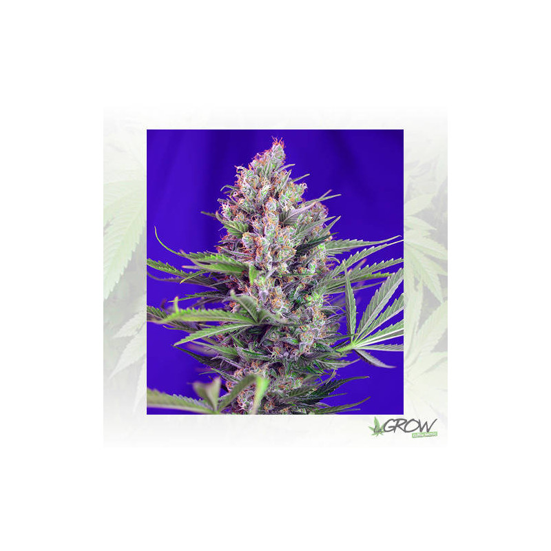 Cream Mandarine Fast Version Sweet Seeds - 5 Seeds