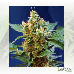 Cream Mandarine XL Auto® Sweet Seeds - 3 Seeds