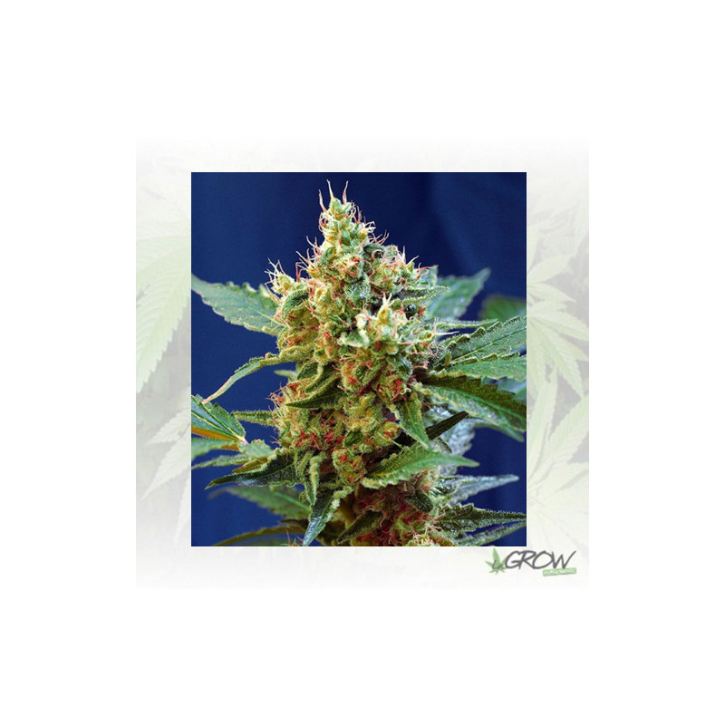 Cream Mandarine XL Auto® Sweet Seeds - 3 Seeds
