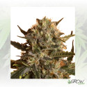 Royal Madre Royal Queen Seeds - 5 Seeds