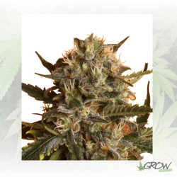 Royal Madre Royal Queen Seeds - 5 Seeds