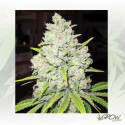 Prozack Medical Seeds - 3 Seeds