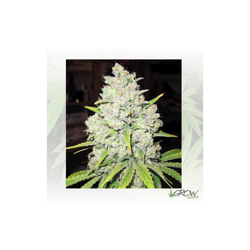 Prozack Medical Seeds - 3 Seeds