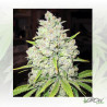 Prozack Medical Seeds - 5 Seeds