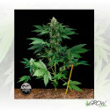 RoadRunner Dinafem - 5 Seeds