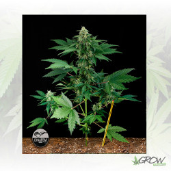 RoadRunner Dinafem - 5 Seeds
