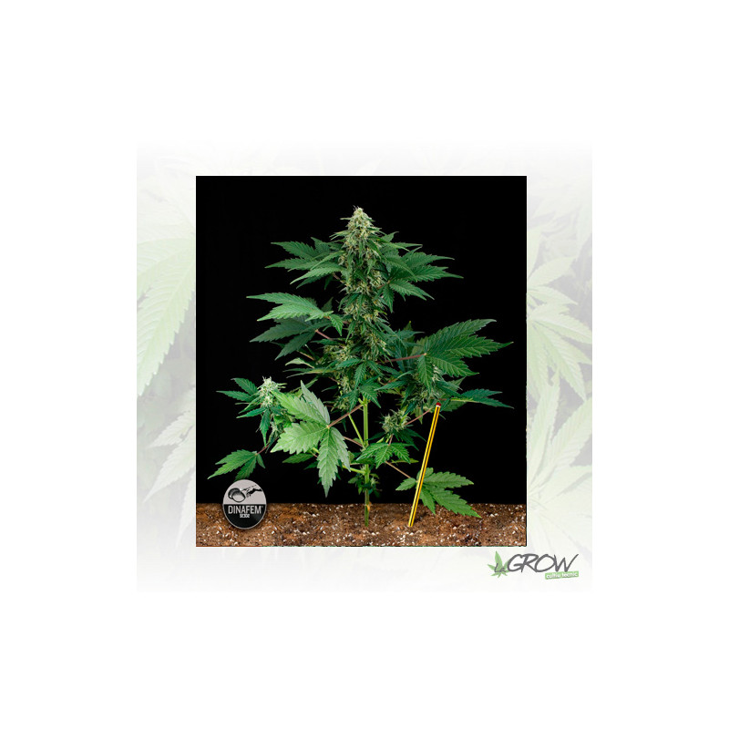 RoadRunner Dinafem - 5 Seeds