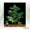 RoadRunner Dinafem - 5 Seeds