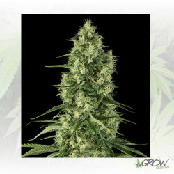 Santa Sativa Dinafem - 5 Seeds