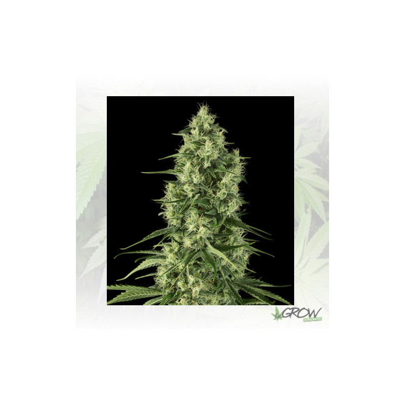 Santa Sativa Dinafem - 5 Seeds