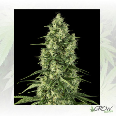 Santa Sativa Dinafem - 5 Seeds