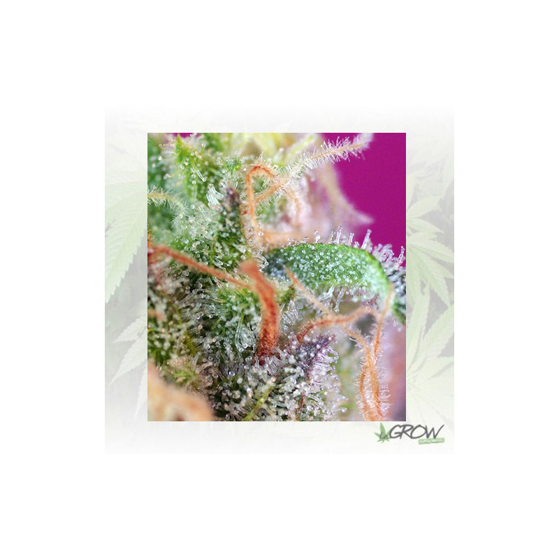 S.A.D. S1 Sweet Seeds - 3 Seeds