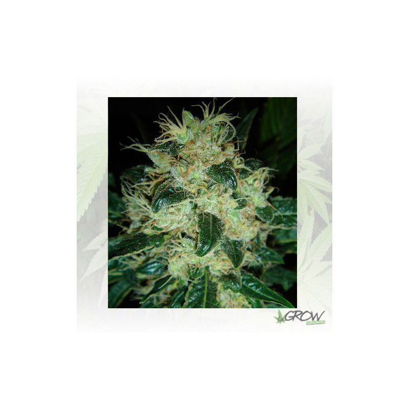 Sour P Resin Seeds - 3 Seeds