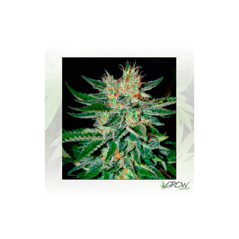 Sugar Black Rose Delicious Seeds - 3 Seeds