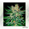 Sugar Black Rose Delicious Seeds - 3 Seeds