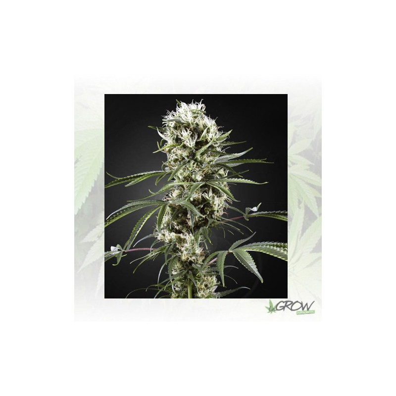 Super Lemon Haze Green House Seeds® - 3 Seeds