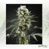 Super Lemon Haze Green House Seeds® - 3 Seeds