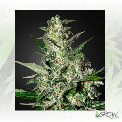 Super Critical Auto Green House Seeds® - 5 Seeds